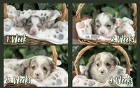 Merle Female, a female Cardigan Welsh Corgi for sale in White House, TN – 3 of 6