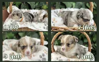 Merle Male, a male Cardigan Welsh Corgi for sale in White House, TN – 3 of 6