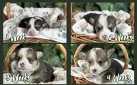 Tricolor Male, a male Cardigan Welsh Corgi for sale in White House, TN – 3 of 5