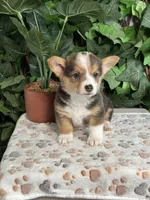 Tricolor Male, a male Cardigan Welsh Corgi for sale in White House, TN – 2 of 5