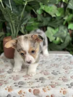Merle Female, a female Cardigan Welsh Corgi for sale in White House, TN – 2 of 6