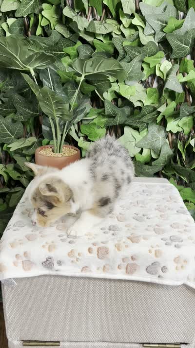 Merle Male, a male Cardigan Welsh Corgi for sale in White House, TN – 5 of 6