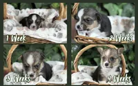 Tricolor Male, a male Cardigan Welsh Corgi for sale in White House, TN – 3 of 6