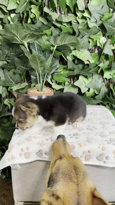 Tricolor Male, a male Cardigan Welsh Corgi for sale in White House, TN – 5 of 6