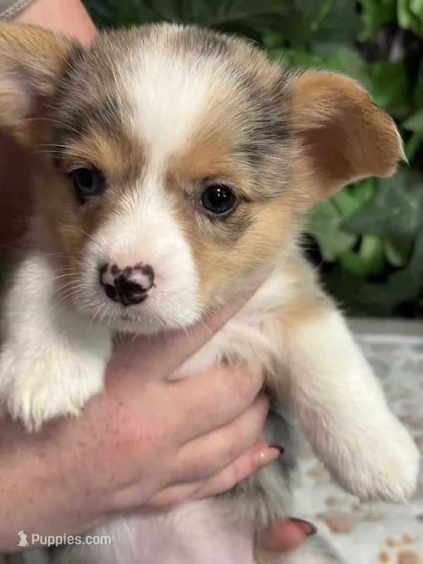 Merle Female – Cardigan Welsh Corgi puppy for sale in White House, TN
