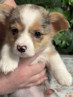Merle Female, a female Cardigan Welsh Corgi for sale in White House, TN – 1 of 6