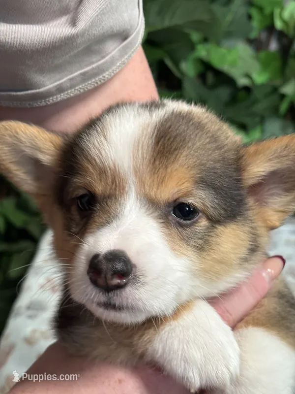 Tricolor Male – Cardigan Welsh Corgi puppy for sale in White House, TN