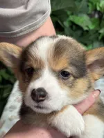 Tricolor Male, a male Cardigan Welsh Corgi for sale in White House, TN – 1 of 5