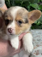 Merle Male, a male Cardigan Welsh Corgi for sale in White House, TN – 1 of 6