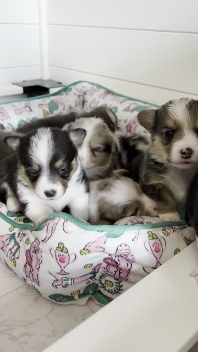 Tricolor Male, a male Cardigan Welsh Corgi for sale in White House, TN – 6 of 6