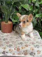 Merle Male, a male Cardigan Welsh Corgi for sale in White House, TN – 2 of 6