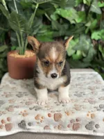Tricolor Male, a male Cardigan Welsh Corgi for sale in White House, TN – 2 of 6
