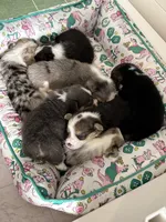 Tricolor Male, a male Cardigan Welsh Corgi for sale in White House, TN – 4 of 5