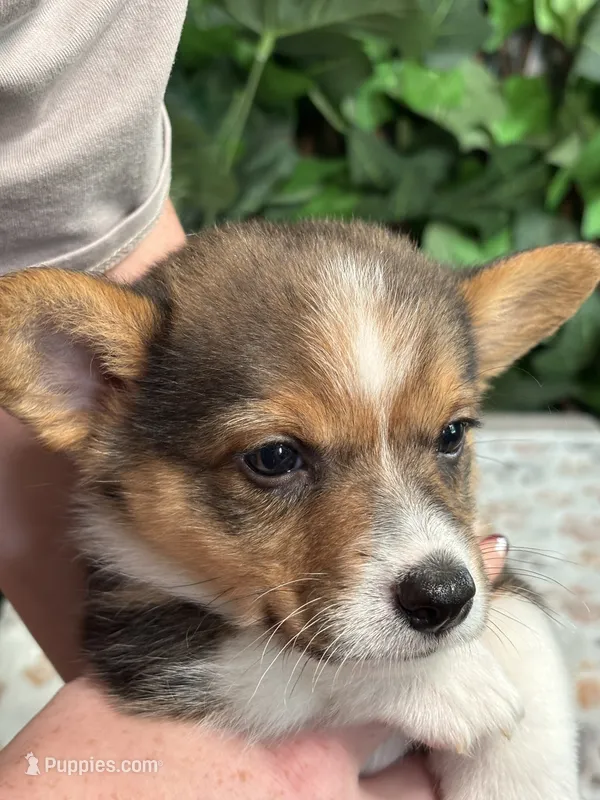 Tricolor Male – Cardigan Welsh Corgi puppy for sale in White House, TN