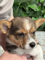Tricolor Male, a male Cardigan Welsh Corgi for sale in White House, TN – 1 of 6