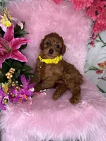 Sunny (Yellow), a female Poodle - Toy  and Miniature Goldendoodle for sale in Miami, FL – Photo 3 of 4