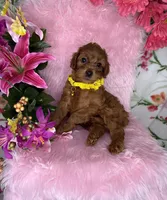 Sunny (Yellow), a female Poodle - Toy  and Miniature Goldendoodle for sale in Miami, FL – Photo 2 of 4
