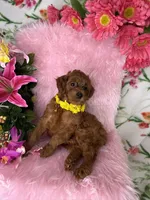 Sunny (Yellow), a female Poodle - Toy  and Miniature Goldendoodle for sale in Miami, FL – Photo 4 of 4