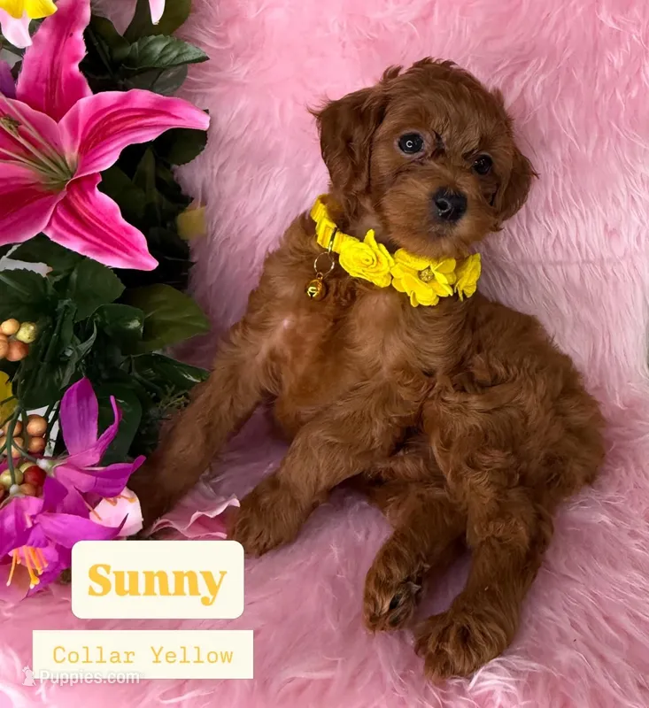 Sunny (Yellow) – Poodle - Toy , Miniature Goldendoodle puppy for sale in Miami, FL