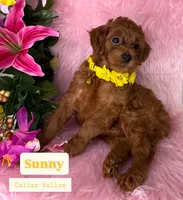 Sunny (Yellow), a female Poodle - Toy  and Miniature Goldendoodle for sale in Miami, FL – Photo 1 of 4