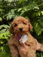 Cole (Blue), a male Poodle - Toy  for sale in Miami, FL – 4 of 10