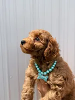 Cole (Blue), a male Poodle - Toy  for sale in Miami, FL – 3 of 10