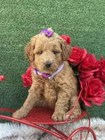 Taylor (Purple), a female Goldendoodle and Poodle - Toy  for sale in Miami, FL – Photo 2 of 3