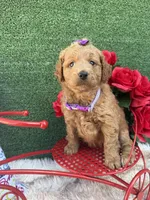 Taylor (Purple), a female Goldendoodle and Poodle - Toy  for sale in Miami, FL – Photo 3 of 3