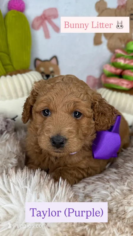 Taylor (Purple) – Goldendoodle, Poodle - Toy  puppy for sale in Miami, FL