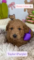 Taylor (Purple), a female Goldendoodle and Poodle - Toy  for sale in Miami, FL – Photo 1 of 3