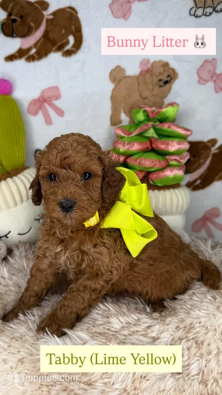 Tabby (Lime Yellow) – Poodle - Toy , Miniature Goldendoodle puppy for sale in Miami, FL