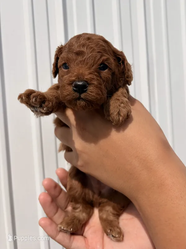 Archer – Poodle - Toy  puppy for sale in Miami, FL