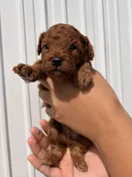 Archer, a male Poodle - Toy  for sale in Miami, FL – 1 of 6