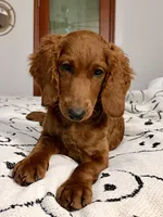 Riley (Forest Green), a female Goldendoodle and Miniature Goldendoodle for sale in Miami, FL – 2 of 4