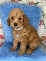 Sammy (Silver), a male Poodle - Toy  and Miniature Goldendoodle for sale in Miami, FL – Photo 4 of 4