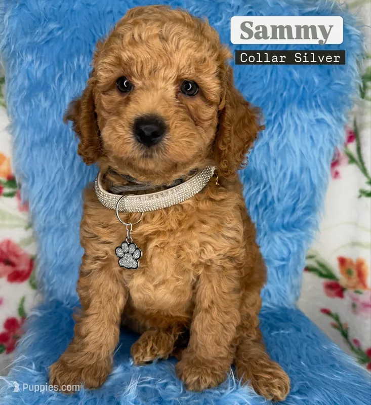 Sammy (Silver) – Poodle - Toy , Miniature Goldendoodle puppy for sale in Miami, FL