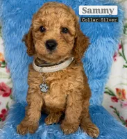 Sammy (Silver), a male Poodle - Toy  and Miniature Goldendoodle for sale in Miami, FL – Photo 1 of 4