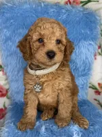 Sammy (Silver), a male Poodle - Toy  and Miniature Goldendoodle for sale in Miami, FL – Photo 2 of 4