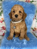 Sammy (Silver), a male Poodle - Toy  and Miniature Goldendoodle for sale in Miami, FL – Photo 3 of 4