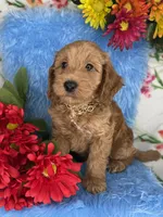 Jack (Gold), a male Poodle - Toy  and Miniature Goldendoodle for sale in Miami, FL – Photo 2 of 5