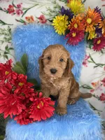 Jack (Gold), a male Poodle - Toy  and Miniature Goldendoodle for sale in Miami, FL – Photo 3 of 5