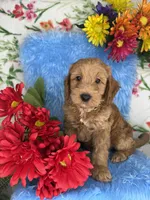 Jack (Gold), a male Poodle - Toy  and Miniature Goldendoodle for sale in Miami, FL – Photo 5 of 5