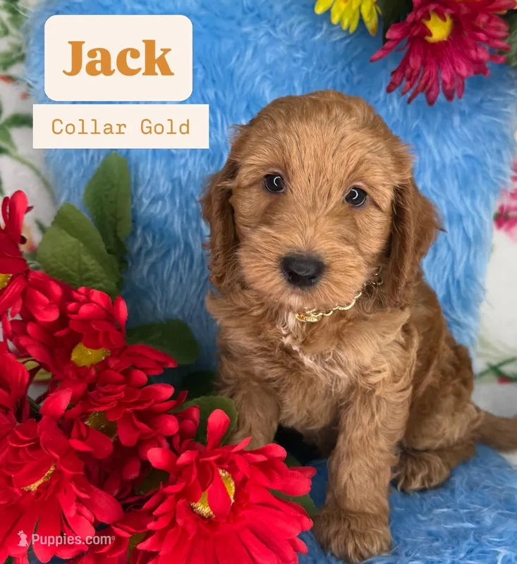 Jack (Gold) – Poodle - Toy , Miniature Goldendoodle puppy for sale in Miami, FL