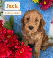 Jack (Gold), a male Poodle - Toy  and Miniature Goldendoodle for sale in Miami, FL – Photo 1 of 5