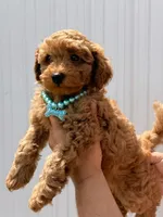 Cole (Blue), a male Poodle - Toy  for sale in Miami, FL – 2 of 10