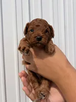 Archer, a male Poodle - Toy  for sale in Miami, FL – 3 of 6