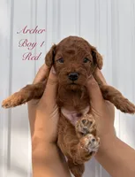 Archer, a male Poodle - Toy  for sale in Miami, FL – 5 of 6