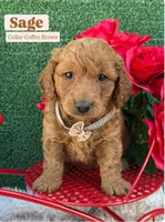 Sage (Coffee Brown) , a female Poodle - Toy  and Miniature Goldendoodle for sale in Miami, FL – Photo 1 of 4