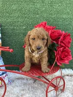 Sage (Coffee Brown) , a female Poodle - Toy  and Miniature Goldendoodle for sale in Miami, FL – Photo 2 of 4