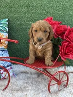 Sage (Coffee Brown) , a female Poodle - Toy  and Miniature Goldendoodle for sale in Miami, FL – Photo 3 of 4